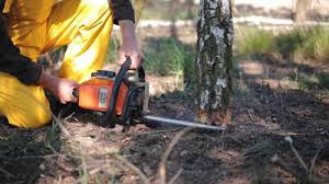  Pensacola Station, FL Tree Removal and Landscaping Services Pros